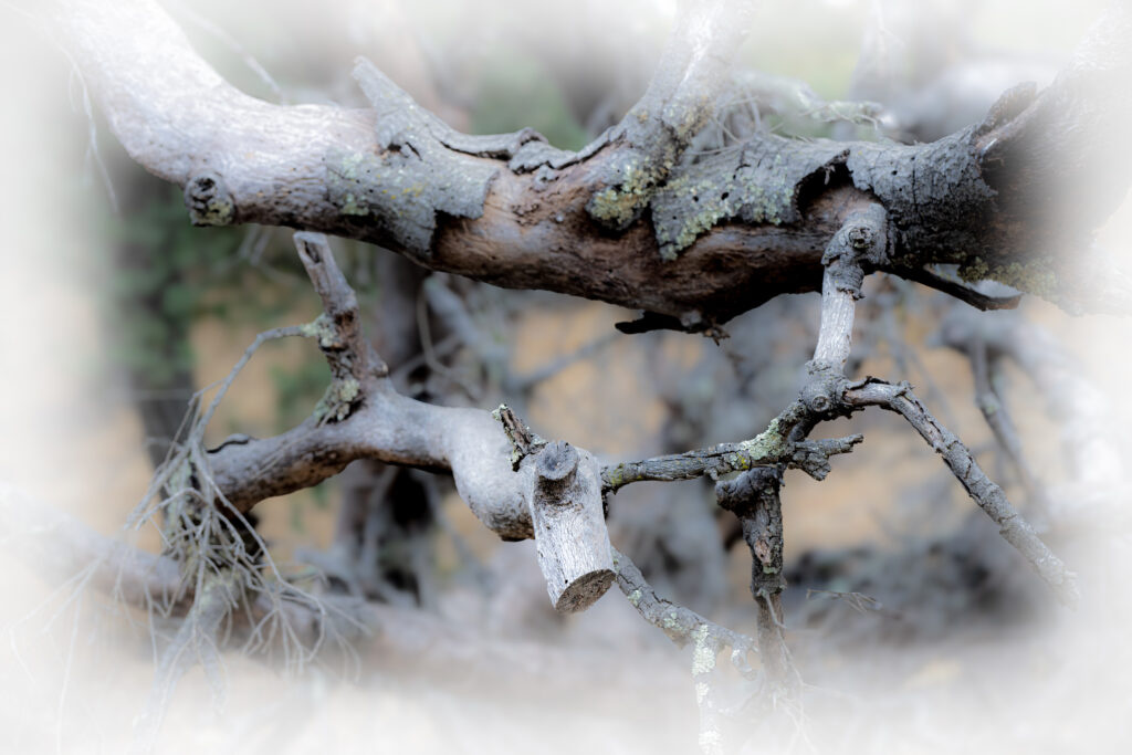 Frost covered bare dried branches forest mystical atmospheric fine art nature photography by Hadi Baradaran ArtQuestor