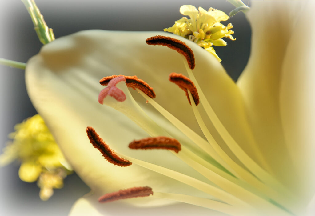 Close-up macro of yellow lily flower petals stamens and pollen fine art botanical photography by Hadi Baradaran ArtQuestor