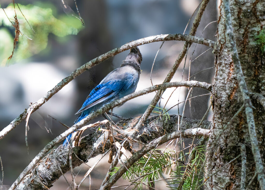 California Scrub-Jay blue bird perched on branch Yosemite National Park California fine art wildlife photography by Hadi Baradaran ArtQuestor
