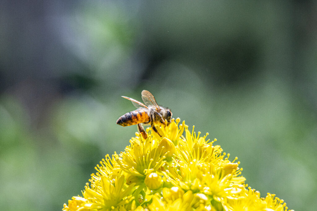 Honey bee foraging on bright yellow flower soft green background fine art macro wildlife photography by Hadi Baradaran ArtQuestor