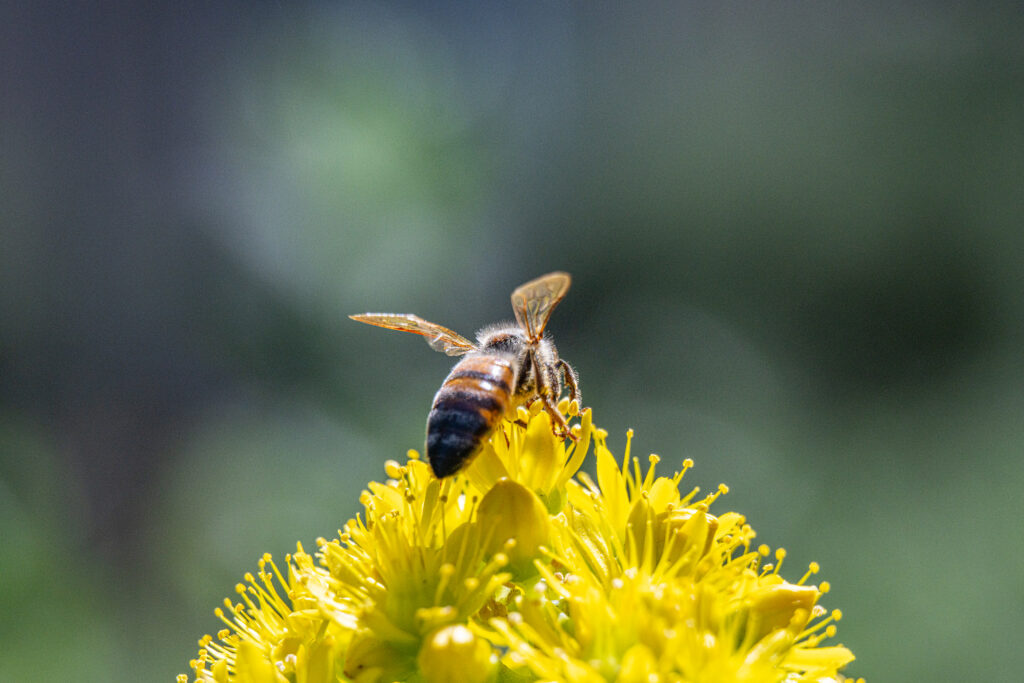 Bee gathering pollen on vibrant yellow flower soft green background fine art macro wildlife photography by Hadi Baradaran ArtQuestor