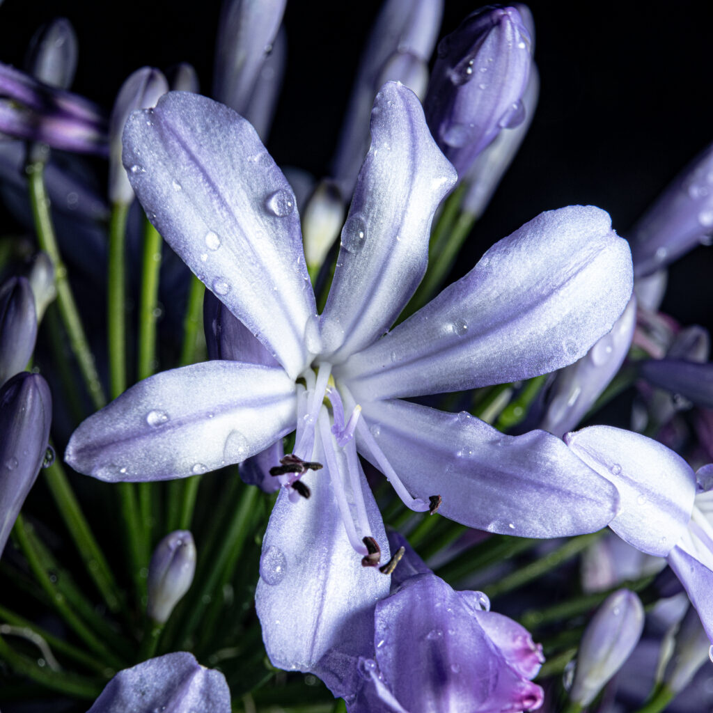Close-up of purple white Agapanthus African lily flowers with dew drops fine art botanical photography by Hadi Baradaran ArtQuestor