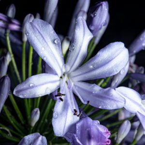 flower(digital photo)