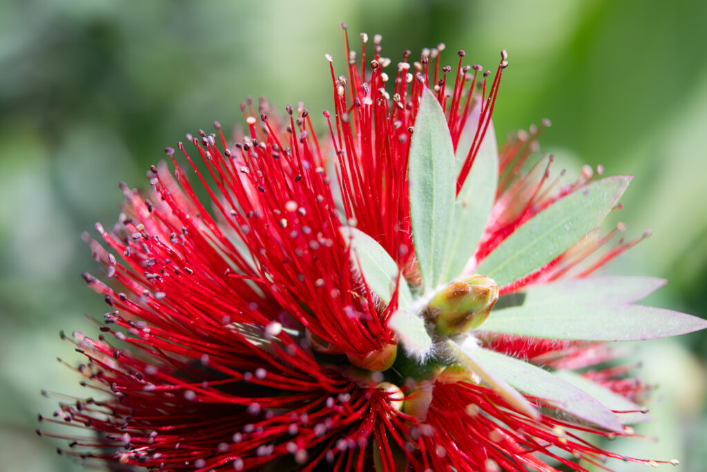 Close-up macro of vibrant red bottlebrush Callistemon flower fine art botanical photography by Hadi Baradaran ArtQuestor