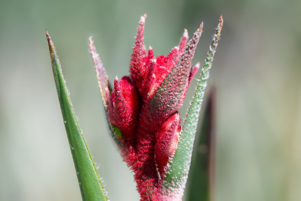 Vivid red flower bud emerging between green leaves macro fine art botanical photography by Hadi Baradaran ArtQuestor