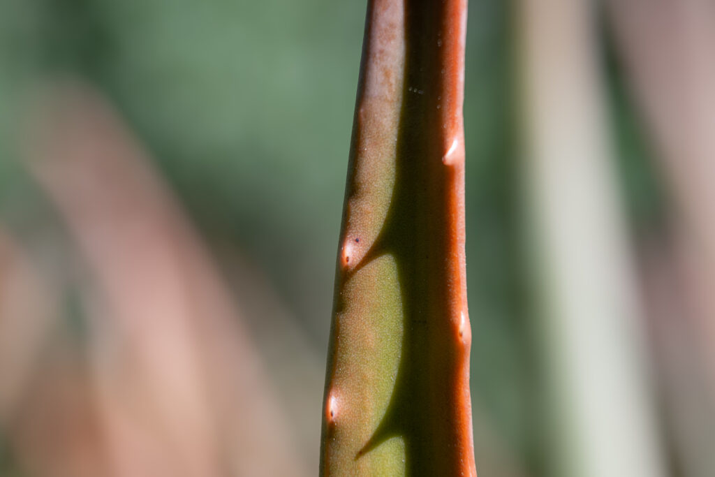 Close-up macro of plant stem warm earth tones green background fine art botanical photography by Hadi Baradaran ArtQuestor