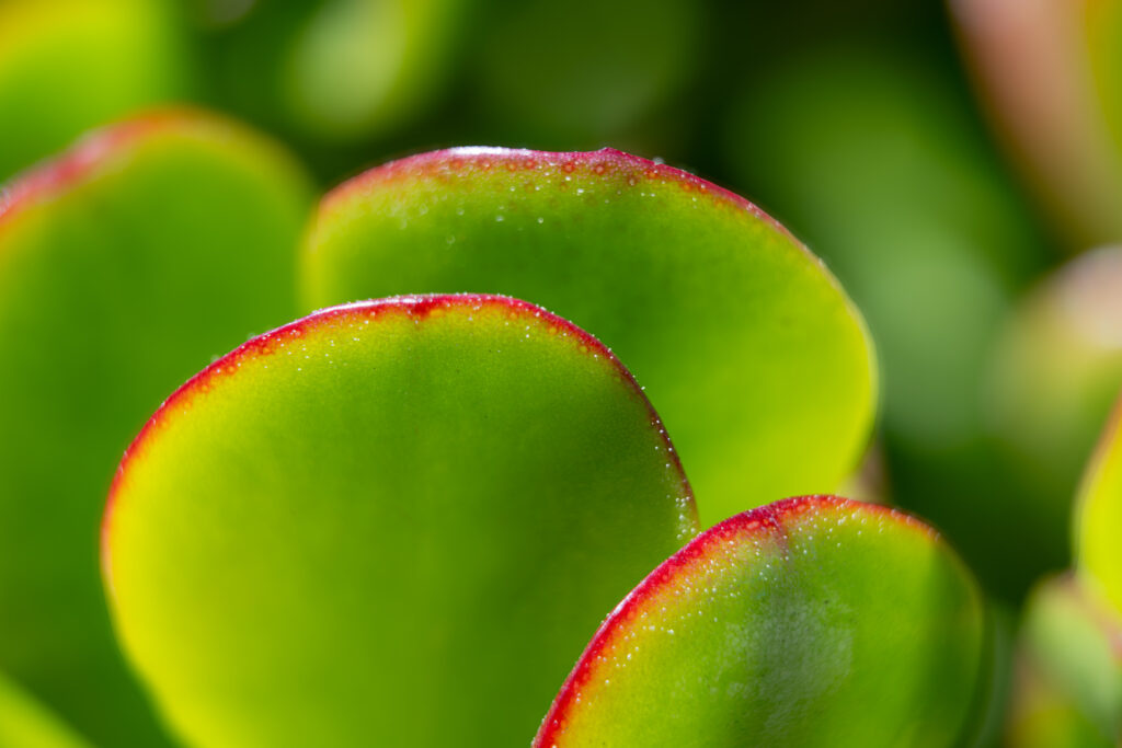 Home Close-up macro of round green succulent leaves with red edges fine art botanical photography by Hadi Baradaran ArtQuestor