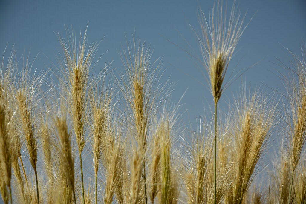 golden wheat field blue sky fine art landscape photography by Hadi Baradaran ArtQuestor