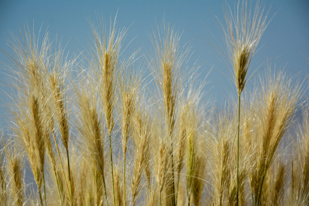 golden wheat stalks close-up fine art nature photography by Hadi Baradaran ArtQuestor
