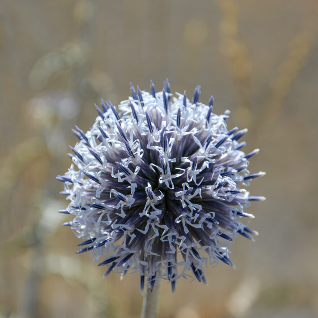 globe thistle blue spiky flower macro close-up fine art botanical photography by Hadi Baradaran ArtQuestor