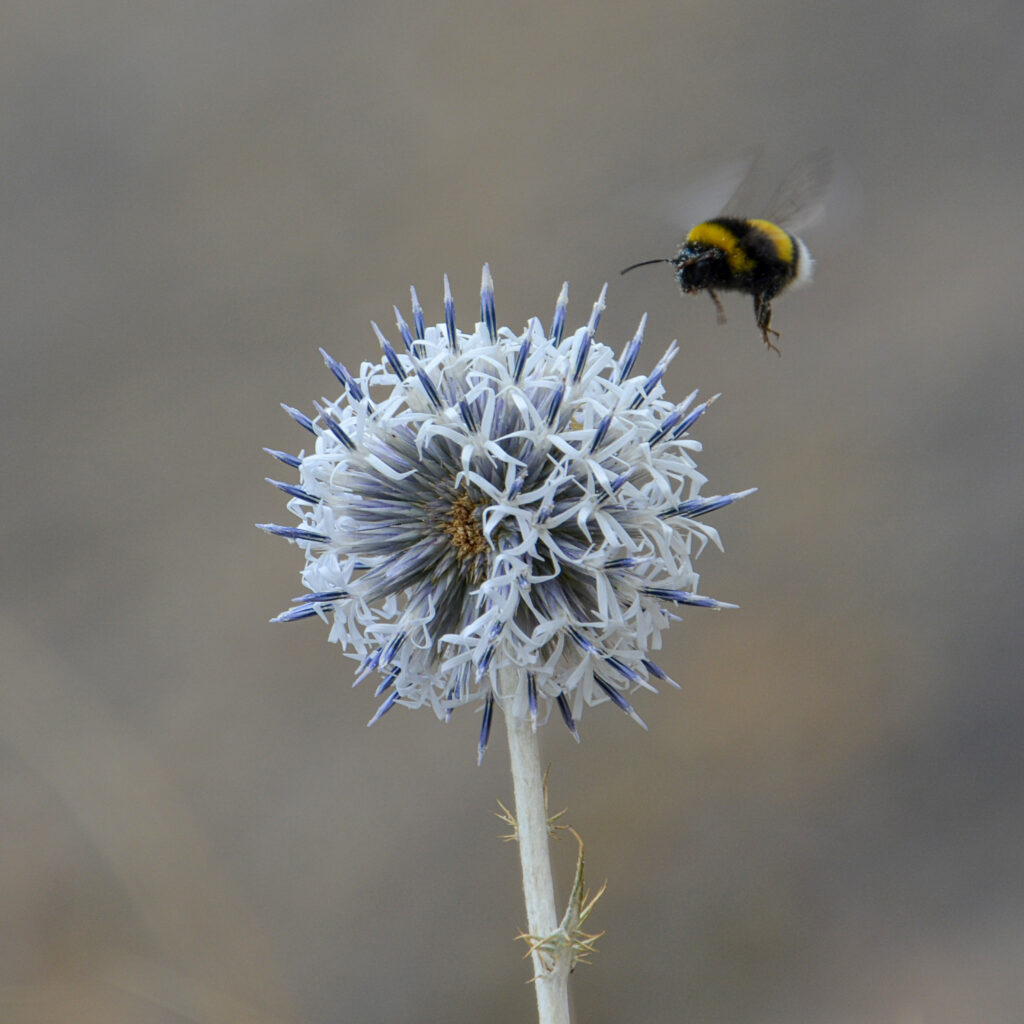 globe thistle seed head bee macro close-up fine art nature photography by Hadi Baradaran ArtQuestor