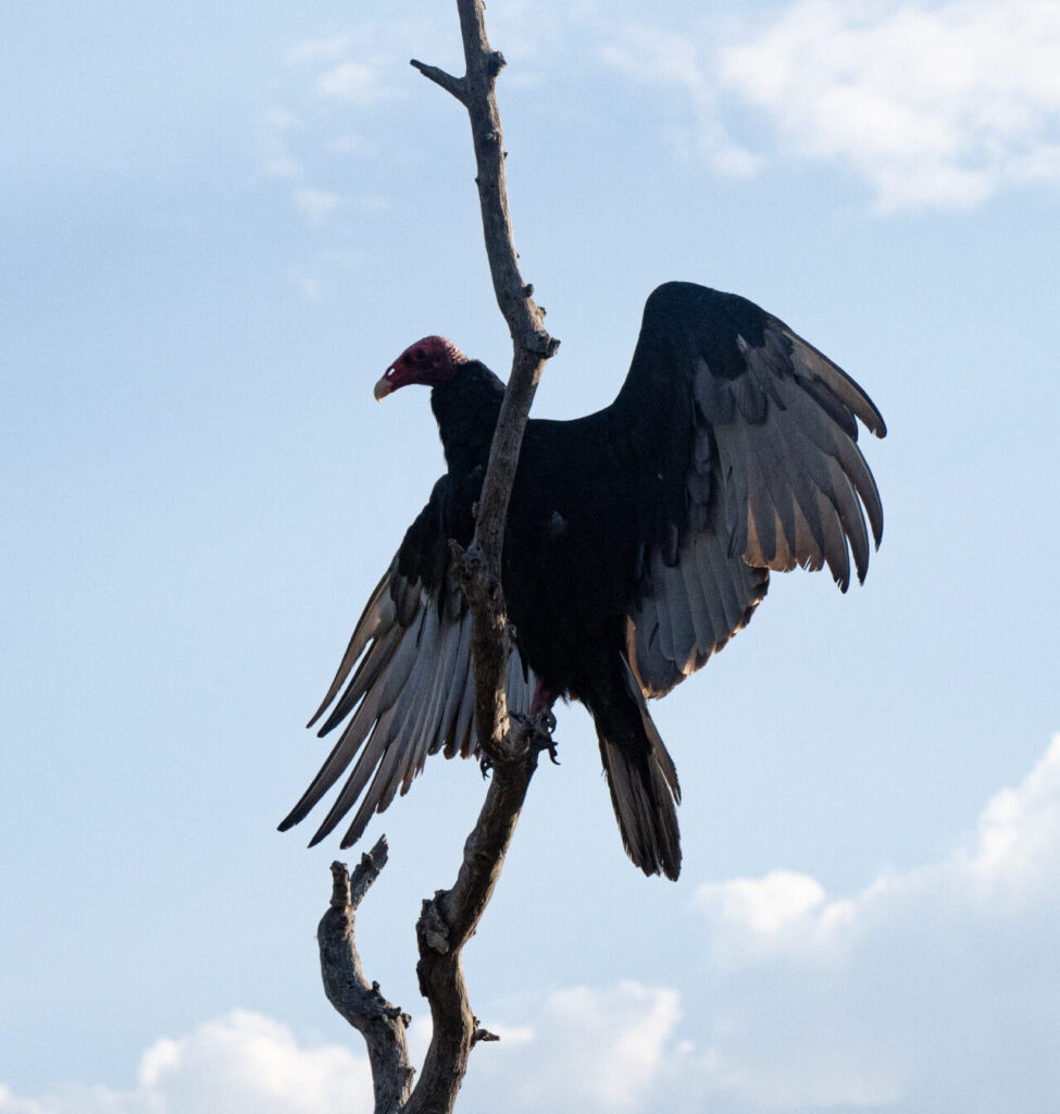 Vulture spreading wings on bare dead tree branch against blue sky fine art wildlife photography by Hadi Baradaran ArtQuestor