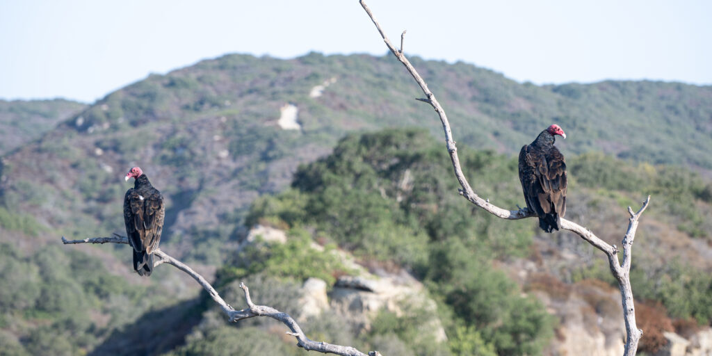 Vulture perched on bare branch green hillside Orange County California fine art wildlife photography by Hadi Baradaran ArtQuestor
