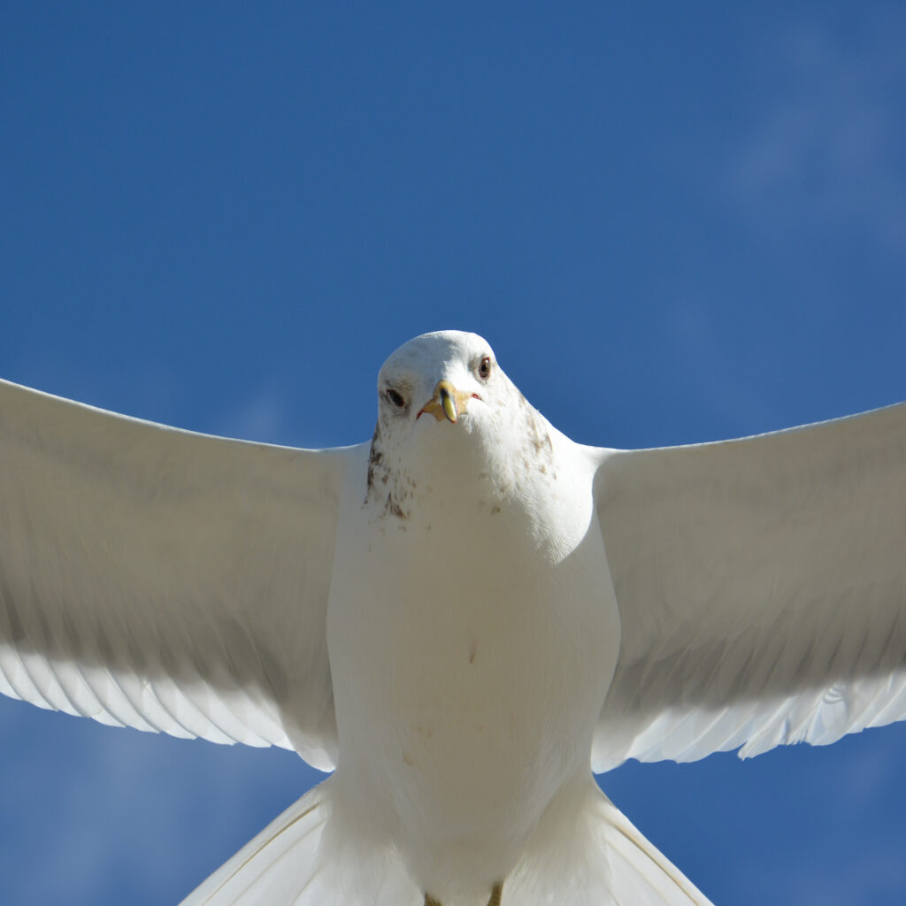 white seagull deep blue sky bold contrast fine art wildlife photography by Hadi Baradaran ArtQuestor
