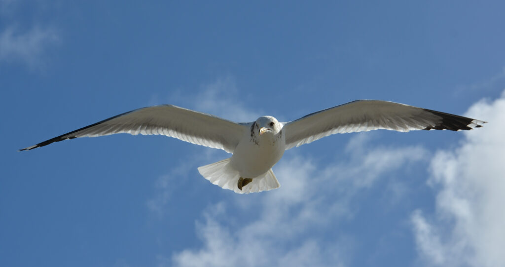 Home seagull in flight blue cloudy sky fine art wildlife photography by Hadi Baradaran ArtQuestor