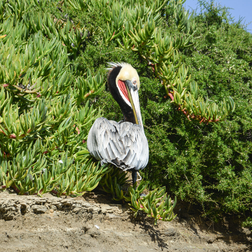 pelican resting green vegetation natural habitat fine art wildlife photography by Hadi Baradaran ArtQuestor