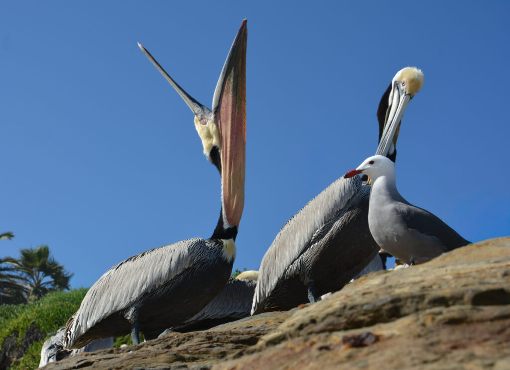 pelican standing tall blue sky fine art wildlife photography by Hadi Baradaran ArtQuestor