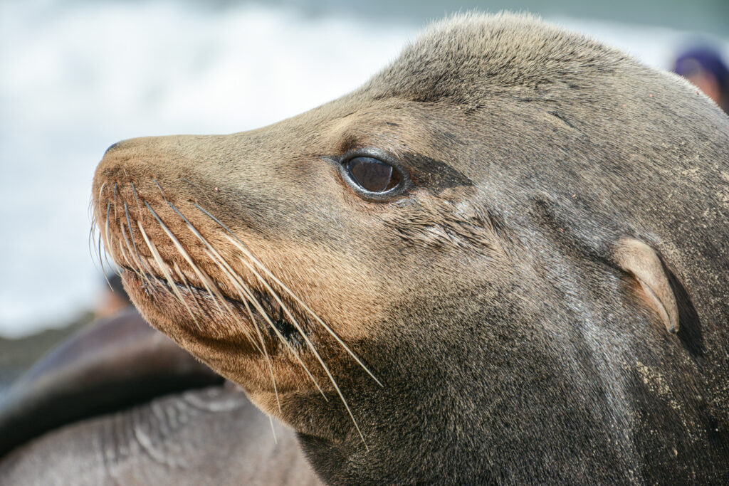 Home sea lion close-up portrait expressive eyes whiskers fine art wildlife photography by Hadi Baradaran ArtQuestor