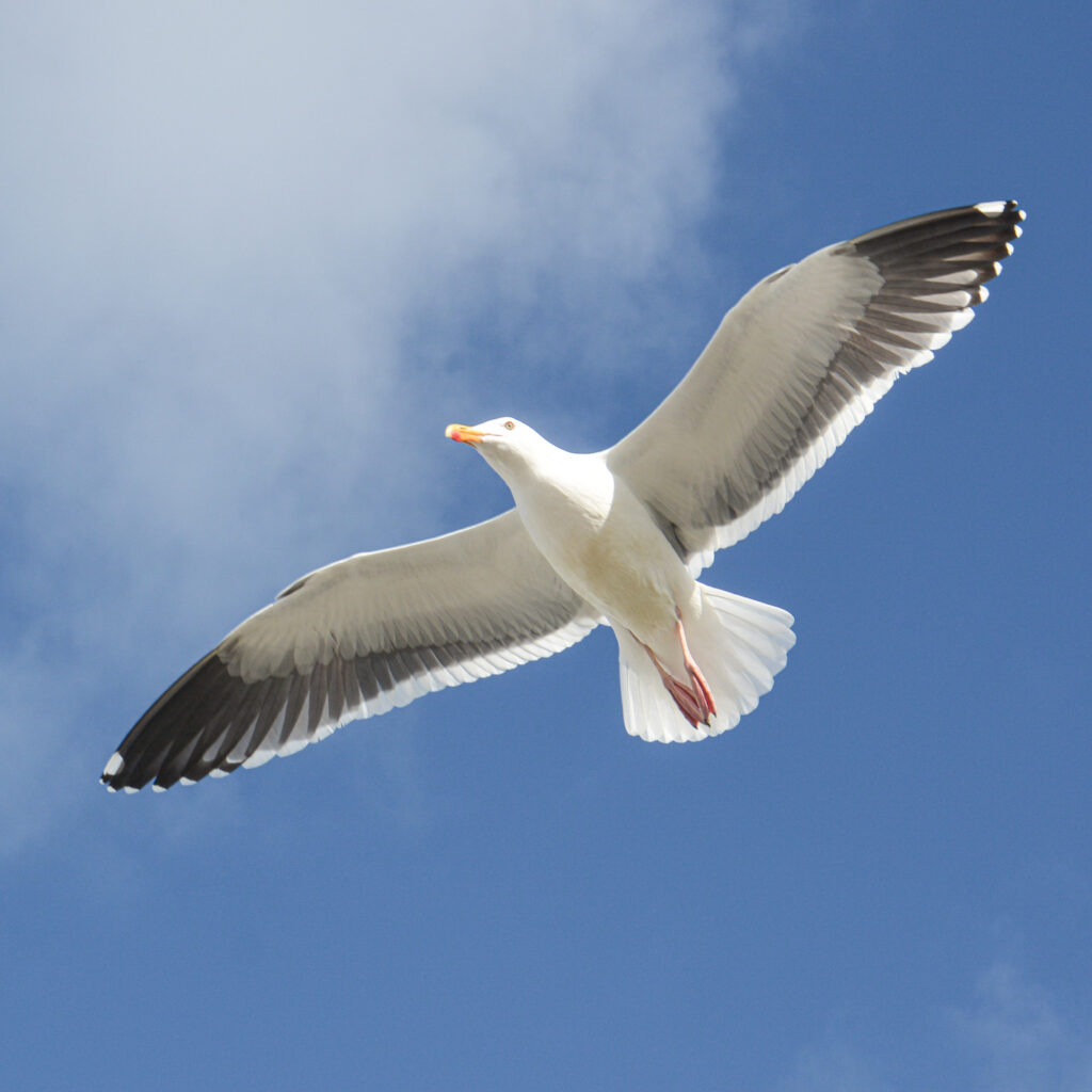 seagull soaring in flight clear blue sky fine art wildlife photography by Hadi Baradaran ArtQuestor