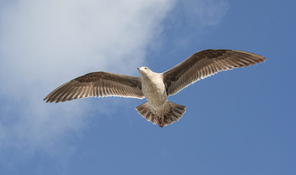 seagull soaring wingspan clear blue sky fine art wildlife photography by Hadi Baradaran ArtQuestor