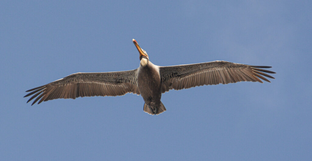 brown pelican soaring in flight blue sky fine art wildlife photography by Hadi Baradaran ArtQuestor