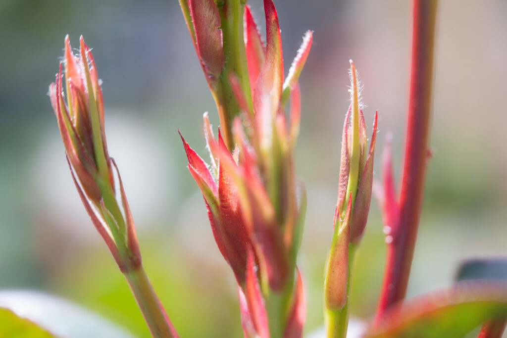 Close-up macro of slender red plant buds emerging against green background fine art botanical photography by Hadi Baradaran ArtQuestor