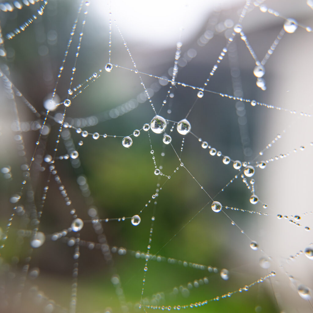 spider web with dew drops full web structure green background fine art nature photography by Hadi Baradaran ArtQuestor