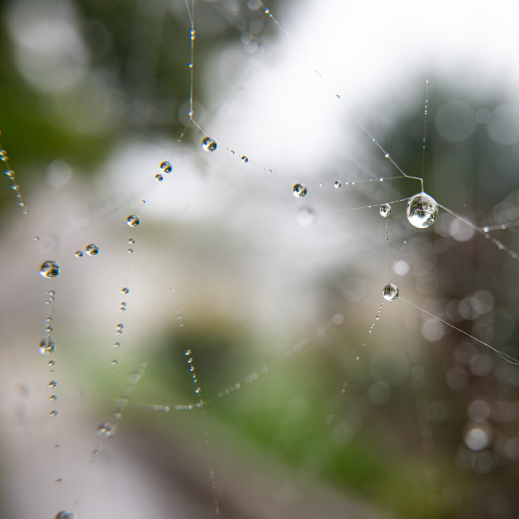 dew drops on spider web close-up macro fine art nature photography by Hadi Baradaran ArtQuestor