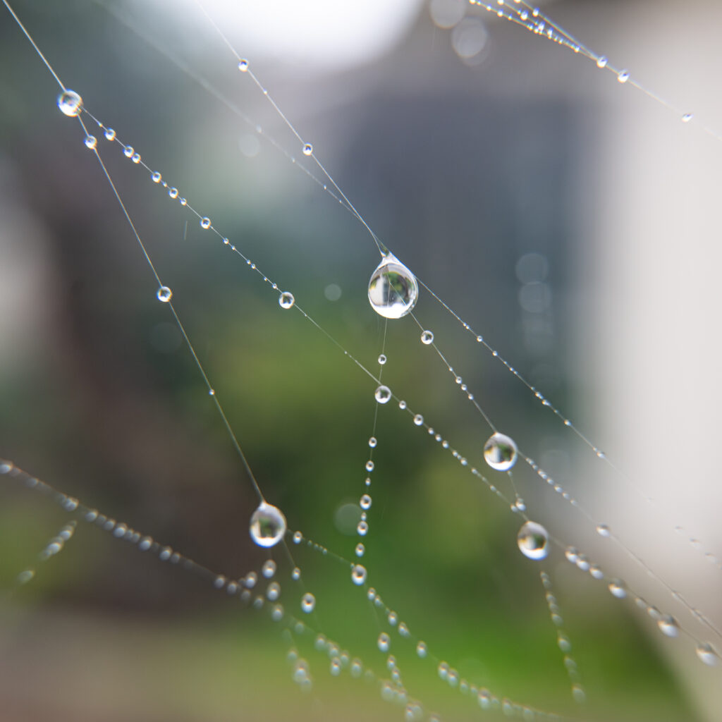 macro photograph dew drops on spider web green bokeh background fine art nature photography by Hadi Baradaran ArtQuestor
