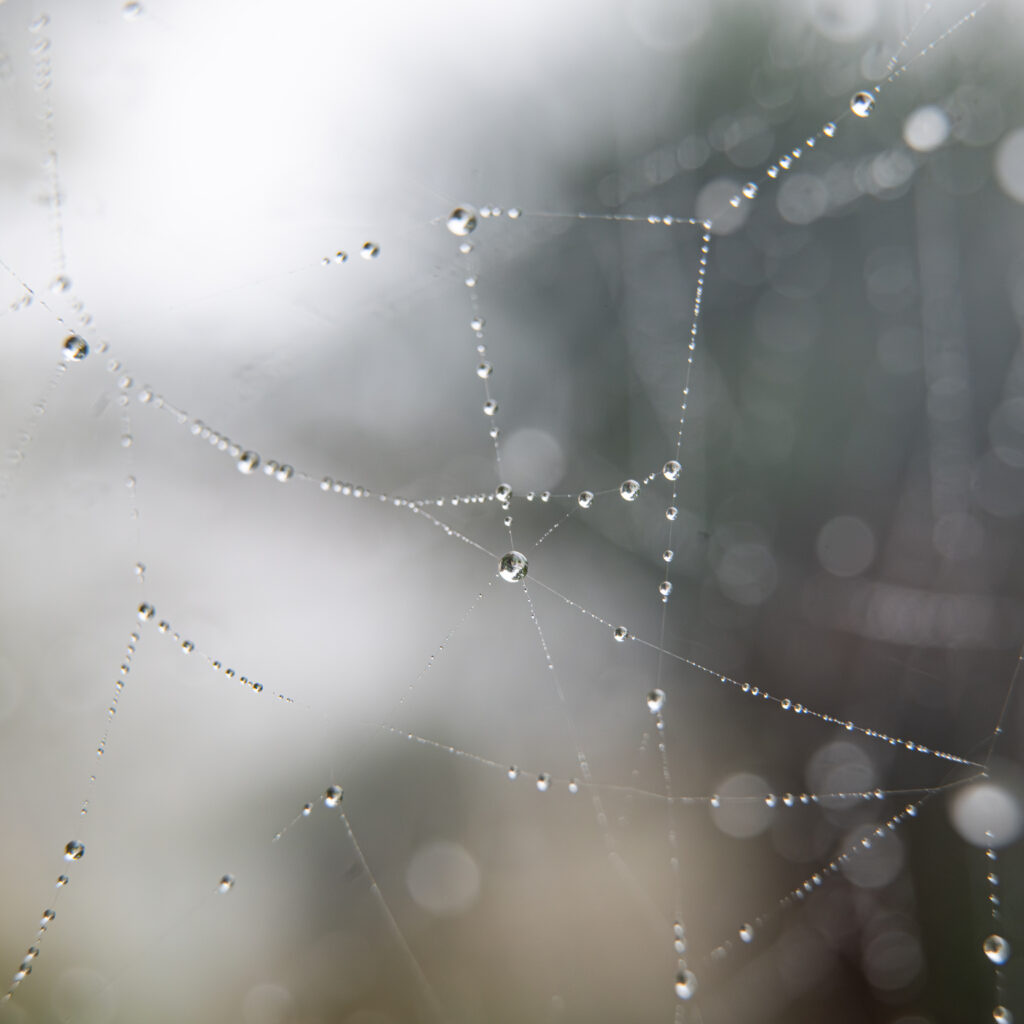 morning dew drops on spider web misty background fine art nature photography by Hadi Baradaran ArtQuestor