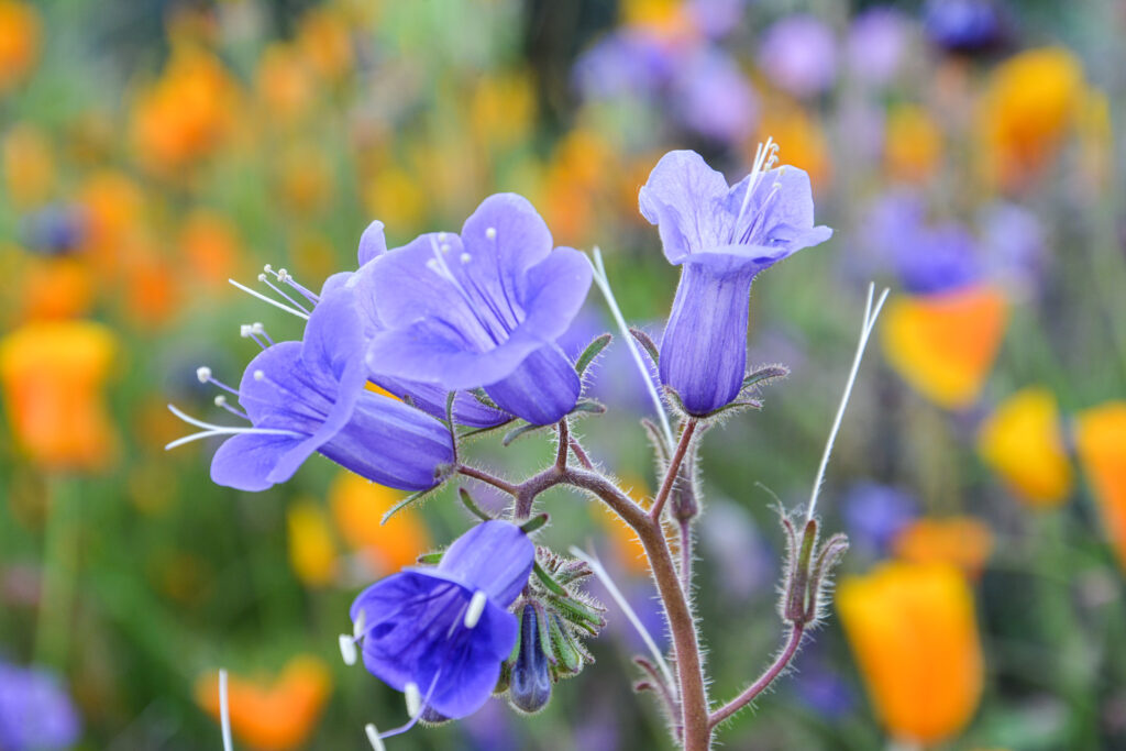 purple blue wildflowers golden orange background macro fine art nature photography by Hadi Baradaran ArtQuestor