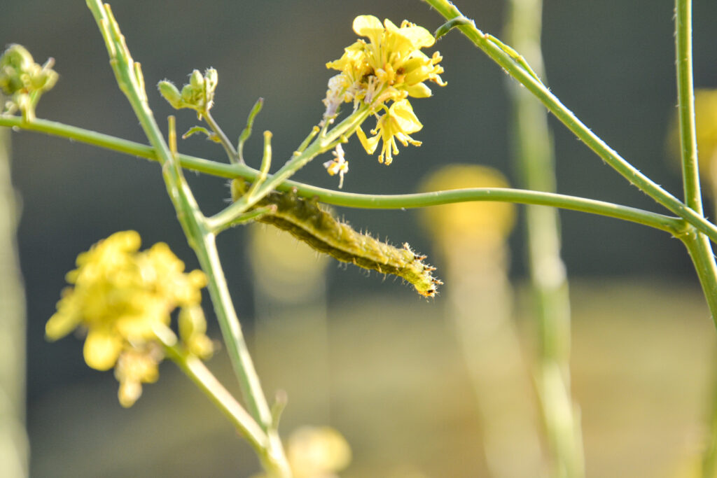 yellow wildflower bloom caterpillar macro close-up fine art nature photography by Hadi Baradaran ArtQuestor