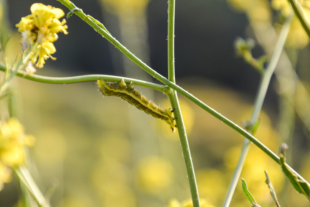 caterpillar on yellow wildflower stem macro close-up fine art nature photography by Hadi Baradaran ArtQuestor