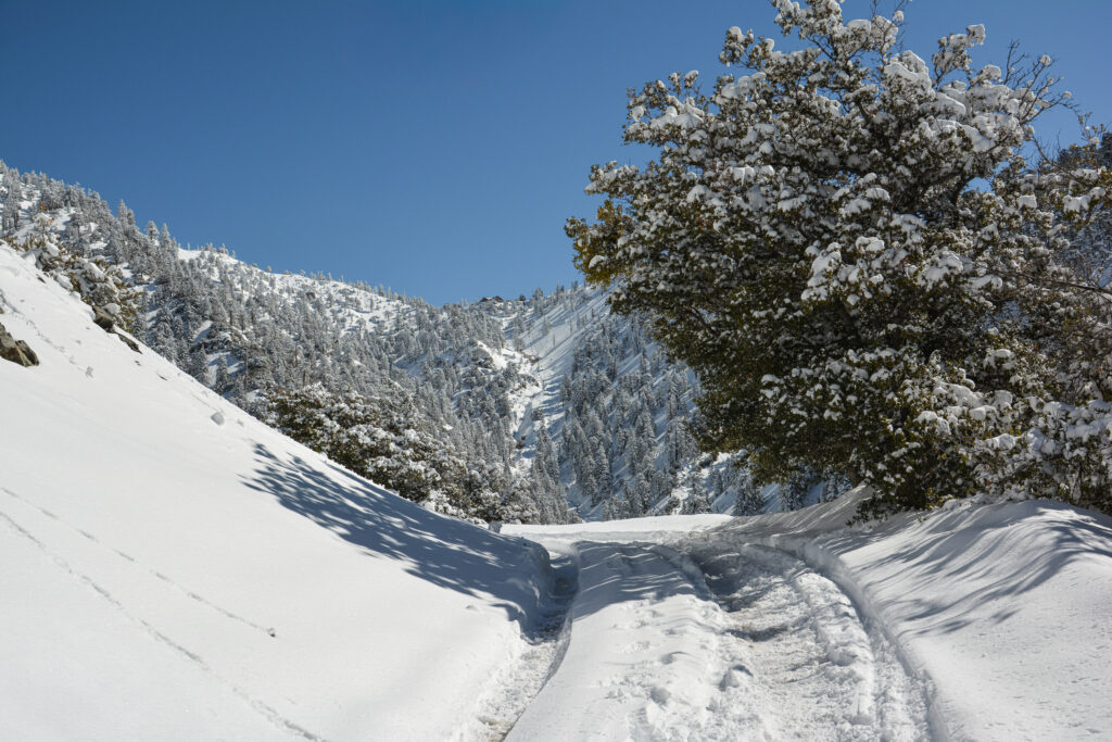 snow covered tree foreground Mount Baldy mountain background winter California fine art photography by Hadi Baradaran ArtQuestor