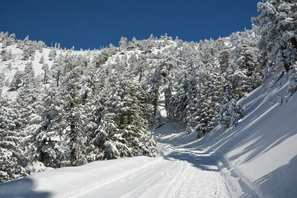 snow covered winter forest Mount Baldy California blue sky fine art landscape photography by Hadi Baradaran ArtQuestor