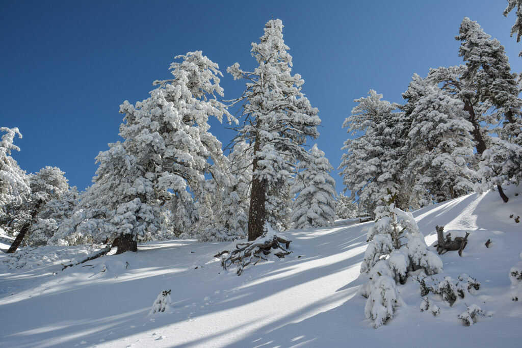 Home snow covered pine trees Mount Baldy California winter landscape fine art photography by Hadi Baradaran ArtQuestor