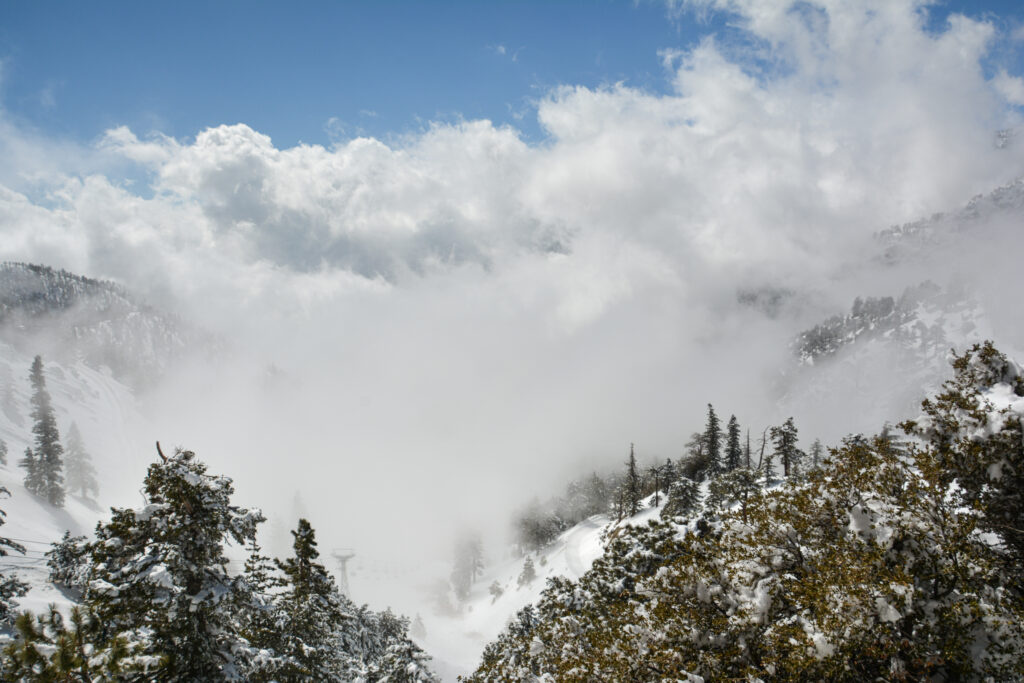 pine treetops against bright sky Mount Baldy California fine art nature photography by Hadi Baradaran ArtQuestor