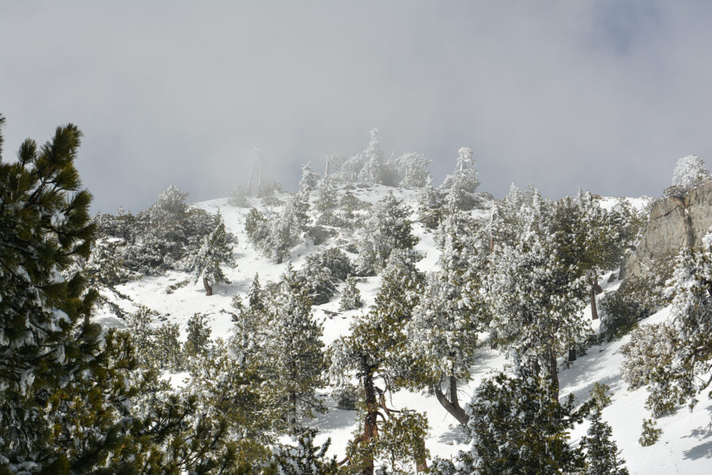 snow covered slopes frosted trees Mount Baldy California winter fine art landscape photography by Hadi Baradaran ArtQuestor