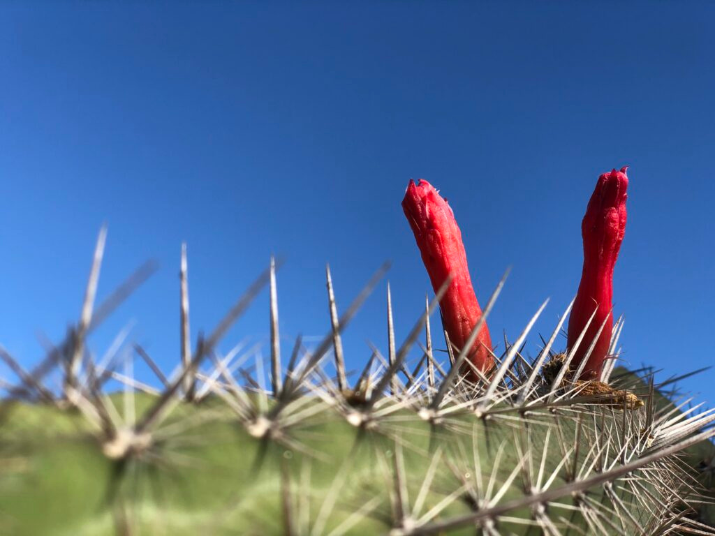 wildflowers against blue sky fine art nature photography print by Hadi Baradaran